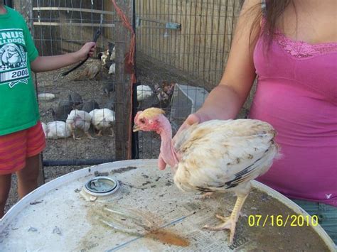 12 Turken Eggs Backyard Chickens