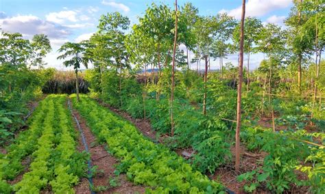 Agroforestry Regenerative Food And Farming