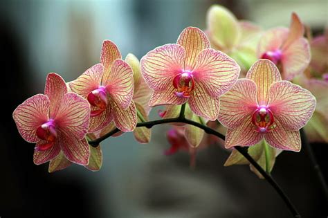 Orchid 1080p 2k 4k 5k Hd Wallpapers Free Download Wallpaper Flare