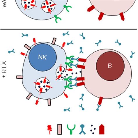 Schematic Overview Of Nk Cell Mediated Antibody Dependent Cellular