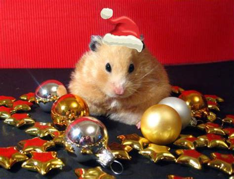 Cute Christmas Animals Christmas Hamster Cute Christmas Animals