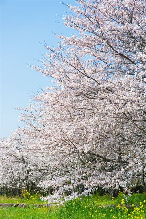 Cherry Blossoms In Full Bloom Stock Image Image Of Blooms Pink 39382617