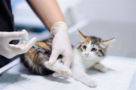 Maybe you would like to learn more about one of these? Cat vaccine to prevent allergies in owners - Los Angeles ...