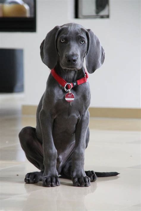 Weimaraner Dogs Graceful Athletes With Silver Coats And Boundless