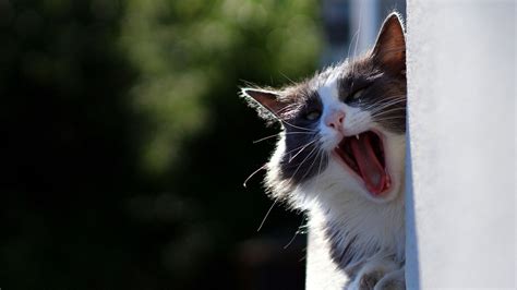 Download Wallpaper 1920x1080 Cat Yawn Face Fluffy Funny Full Hd