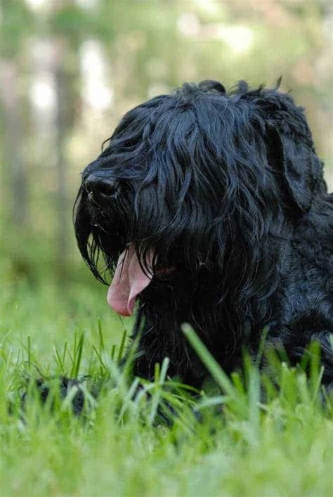 As black russian terriers mature into adulthood, be sure to keep clear who the pack. Black Russian Terrier Temperament (Confident & Brave ...