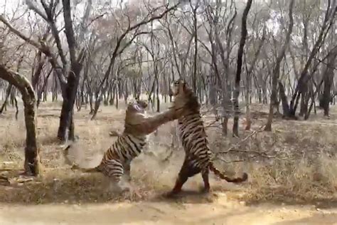 20 Best Photos Big Cat Zoo Near Me : Big Cat Sanctuary Hermanus Things