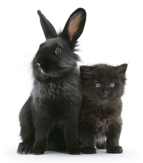Your black kitten stock images are ready. Pet Doppelgängers: Adorable Photos of Cats and Rabbits ...