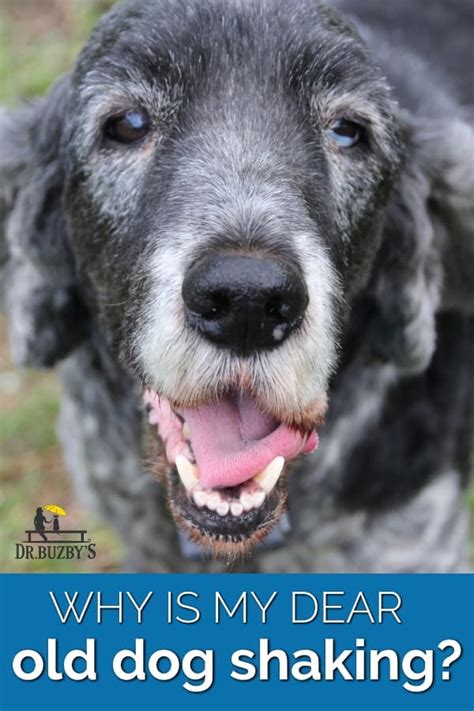 Is Your Dear Old Dog Shaking 11 Reasons Why Senior Dogs Shiver 2023