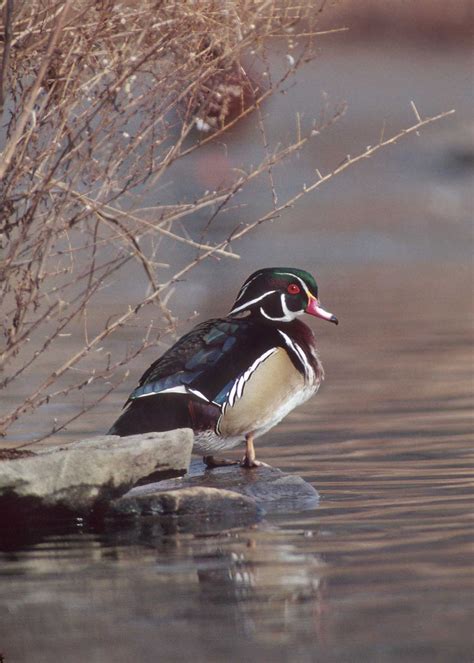 Public Domain Picture A Wood Duck Rests In A Maryland Wetland Id