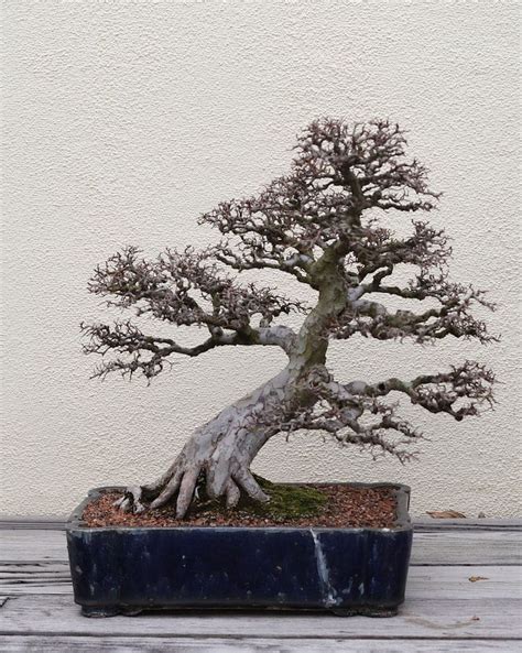 Behold The Bonsai Learn The Ancient History And Meaning Of This