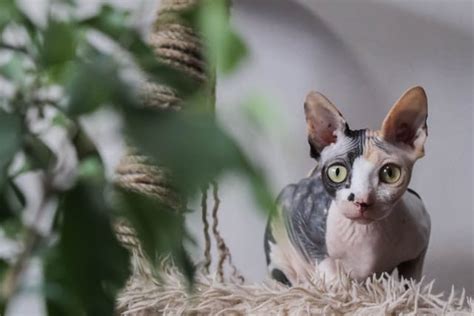 200 Hairless Cat Names The Best Names For Your Hairless Kitty