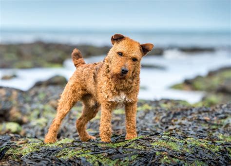 The Lakeland terrier: 'a hard-working handful' - Country Life