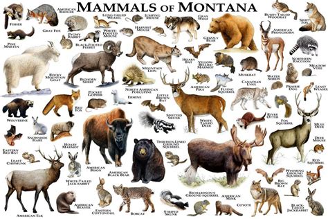 Mammals Of Montana Print Montana Mammals Field Guide Animals Of