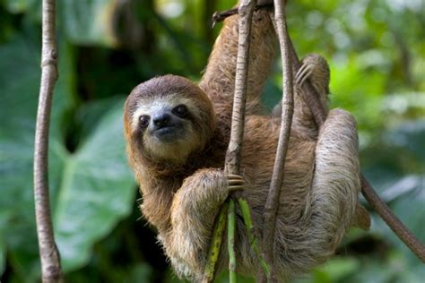International Sloth Day 21 Things You Never Knew About Worlds Slowest