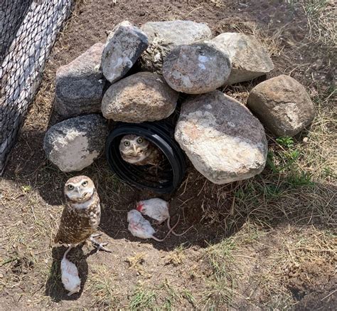 Digging Burrows Is Hard Work Reintroducing Burrowing Owls To The