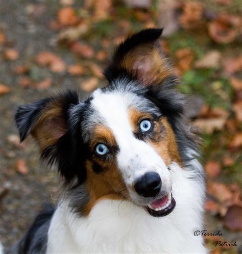 Top 91 Pictures Mini Australian Shepherd Mixed With Border Collie Superb 092023