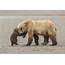Bear Hug  Ashleigh Scully 11–14 Years Old Wildlife Photographer Of