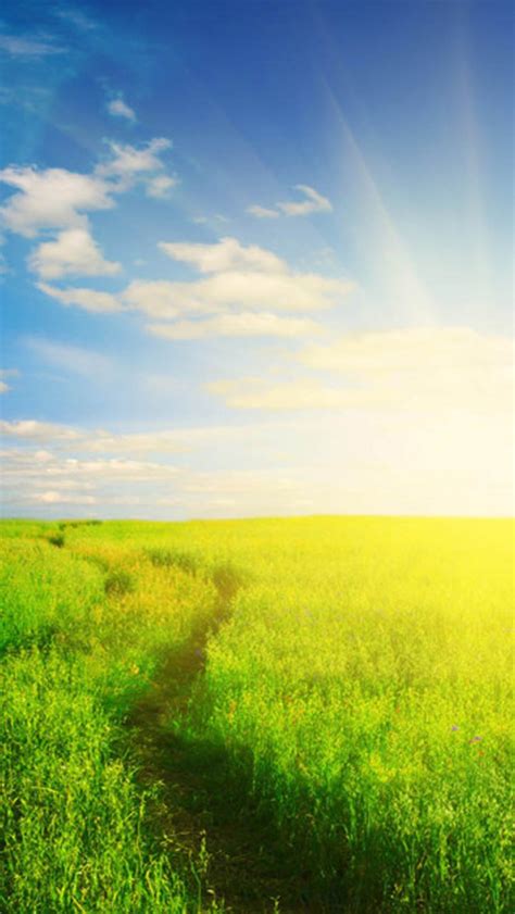 Nature Sunshine Grassland Field Iphone Wallpapers Free Download