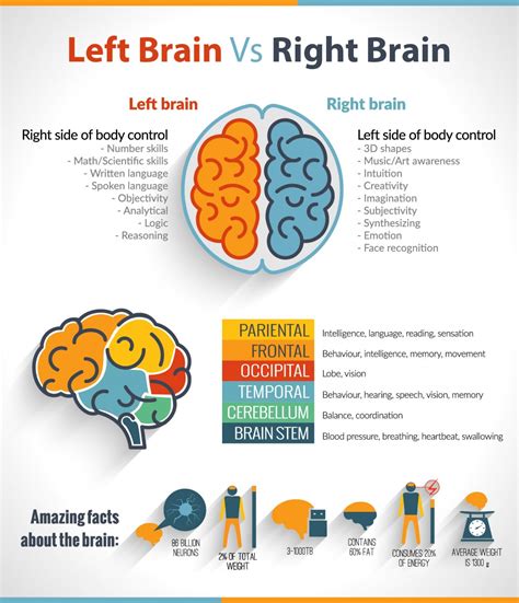 The Left Brain Vs Right Brain Confusion Infographic Brain Based