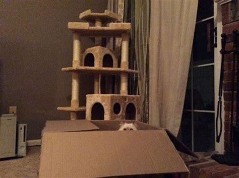 Kittys Real Fort Lolcats Lol Cat Memes Funny Cats Funny