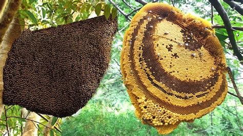 Harvesting Big Honey Bee On The High Tree Youtube