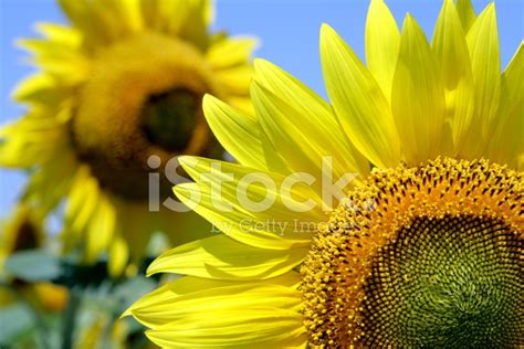 Sunflowers Stock Photo Royalty Free Freeimages