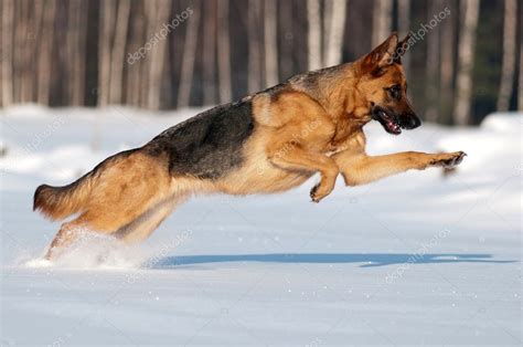 German Shepherd Dog Running In The Snow — Stock Photo