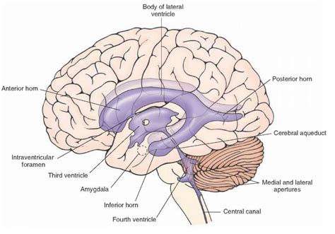 Overview Of The Central Nervous System Gross Anatomy Of The Brain