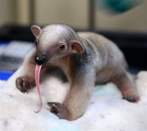 Meet The Baby Tamandua A Species Of Anteater That Mostly Live On Trees