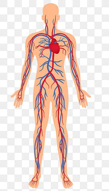 Veins Arteries Vector Art Png Distribution Map Of Human Arteries And