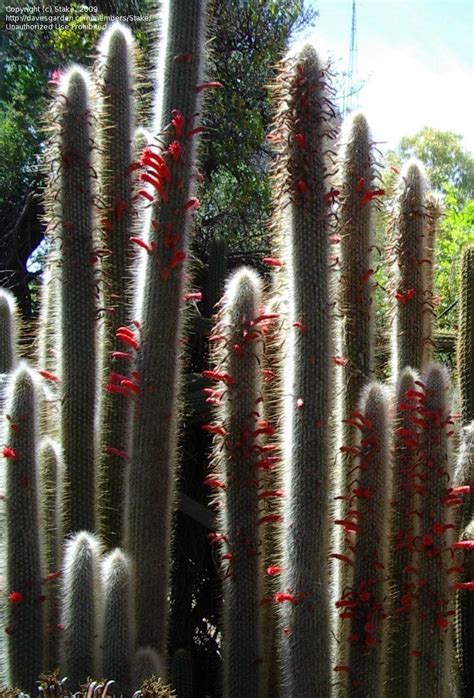 Cactus icosagonus, cereus icosagonus, borzicactus icosagonus, binghamia icosagona, seticereus icosagonus, cactus humboldtii. PlantFiles Pictures: Silver Torch, Snow Pole, Wooly Torch ...