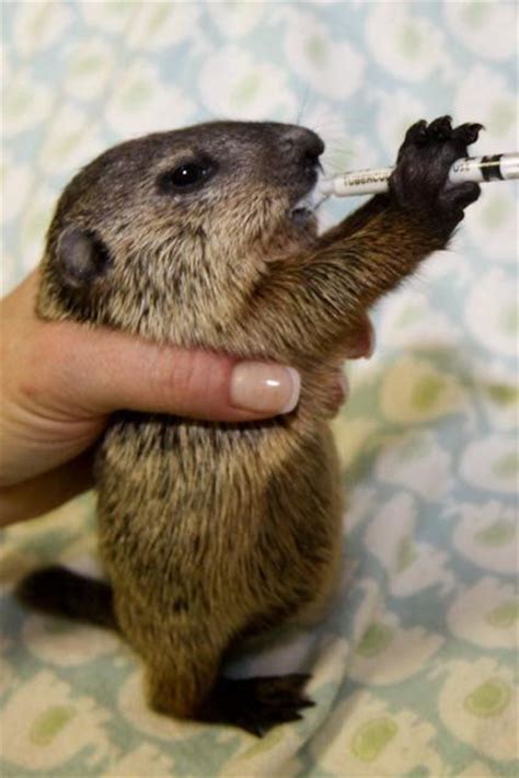 Baby Woodchuck | Cute baby groundhog! April 25, 2011 | Central KY