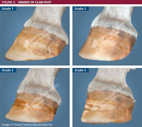 Horse Club Foot X Ray