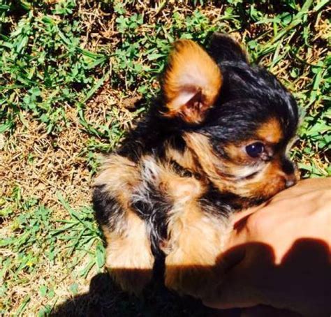 How much are teacup yorkies puppies. Special little Teacup Yorkie puppies - Colorado Springs ...