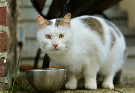 Best Feeding Times And Frequency For Your Cat