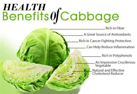 10 Impressive Health Benefits Of Cabbage My Health Only
