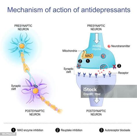 Mechanism Of Action Of Antidepressants Neurons And Synaptic Cleft Stock