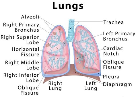 Nwp Blog Lungs All You Need To Know About The Lungs