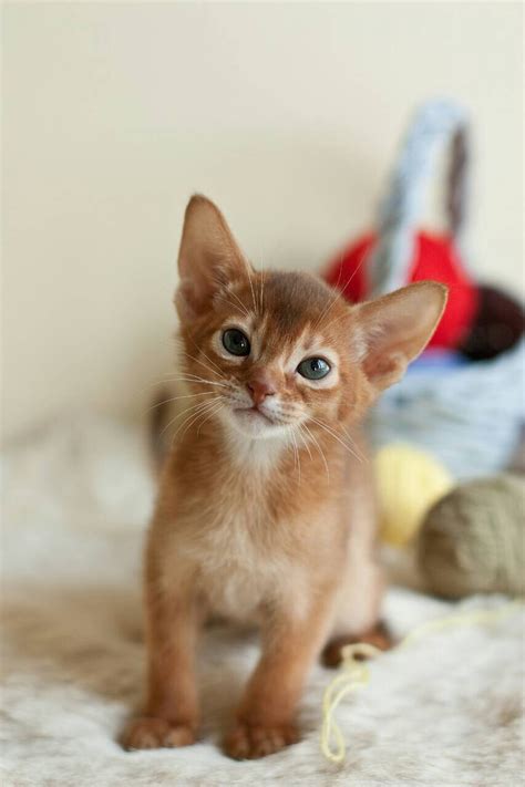 Find cats and kittens for sale, near you and across australia. Abyssinian Cats For Sale | North Miami Beach, FL #282675