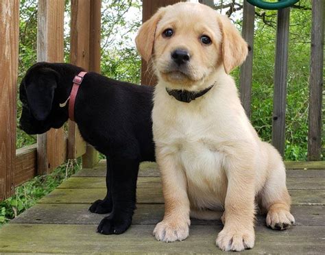 Below you will find oregon teacup breeders, oregon teacup rescues, oregon teacup shelters, and oregon teacup humane society organizations that will help you find the perfect teacup puppy or dog for your family. Labrador Retriever Puppies For Sale | Portland, OR #305047