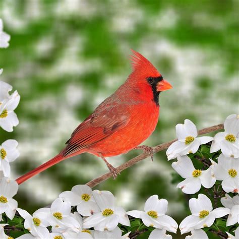 The Northern Cardinal For The Birds
