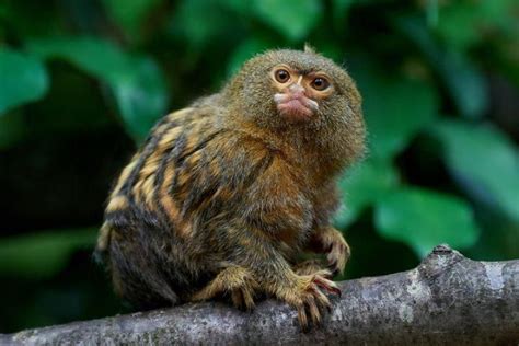 Protected areas in south america like the alto purús national park, in peru and others. Monkeys Of The Amazon Rainforest | South American Vacations in 2020 | Pygmy marmoset, Marmoset ...
