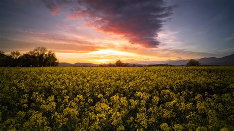 Yellow Rapeseed Flowers Plants Field Under White Clouds Blue Sky During