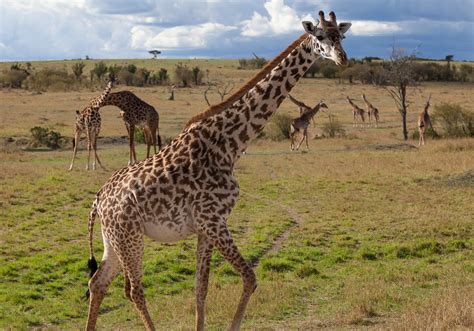 Filemasai Giraffe Maasai Mara National Reserve Kenya