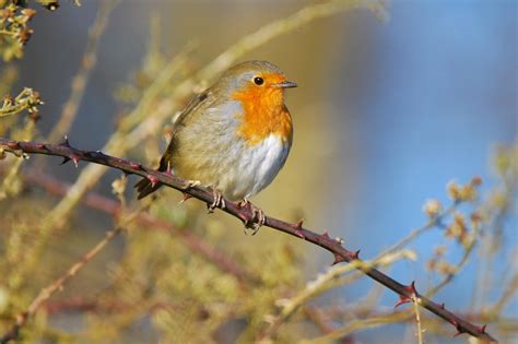 Birdwatch Irelands Conservation Team Blog Irish Garden Birds Rockin