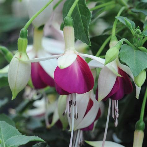 Fuchsia Bella Nora Fuchsia Plant Biennial Plants Plants For