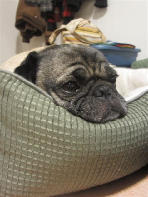 Pug Crying Why Pugs Cry And How To Help Two Pug Tails