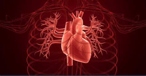 Fluid Around The Heart Causes And Treatment