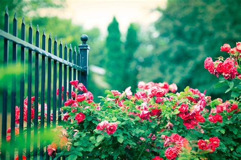 Rose Bush Flowers Fence Pink Wallpapers Hd Desktop And Mobile